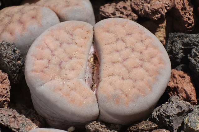 Liothops
